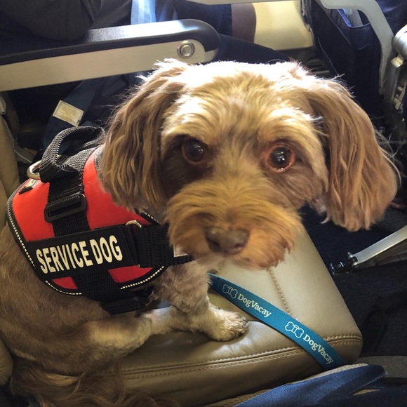 Meet your Posher, Bri - Picture 1 of 1